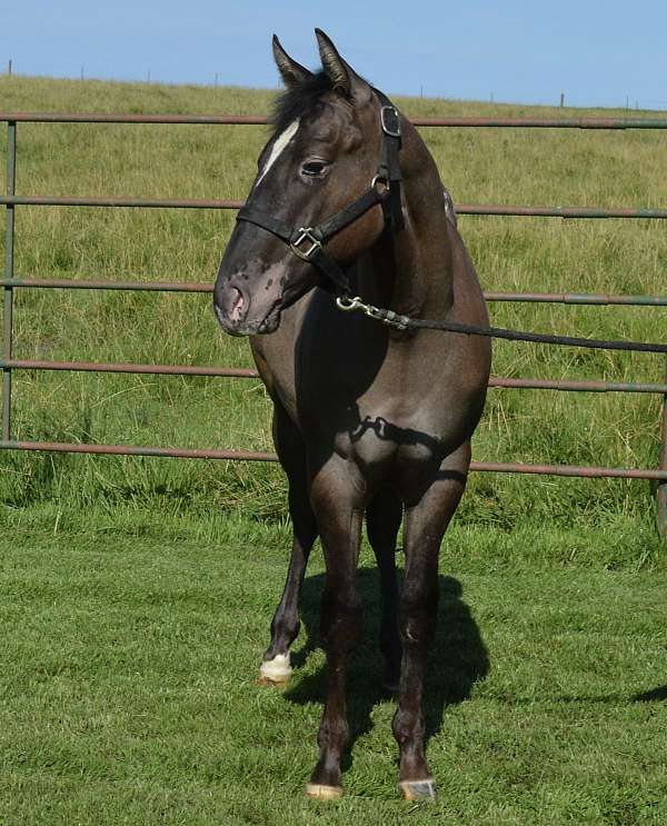 grulla-he-horse