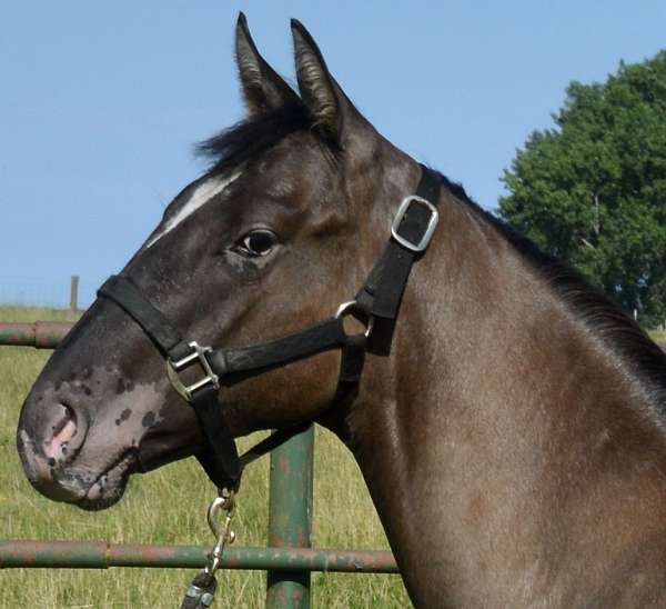 he-colt