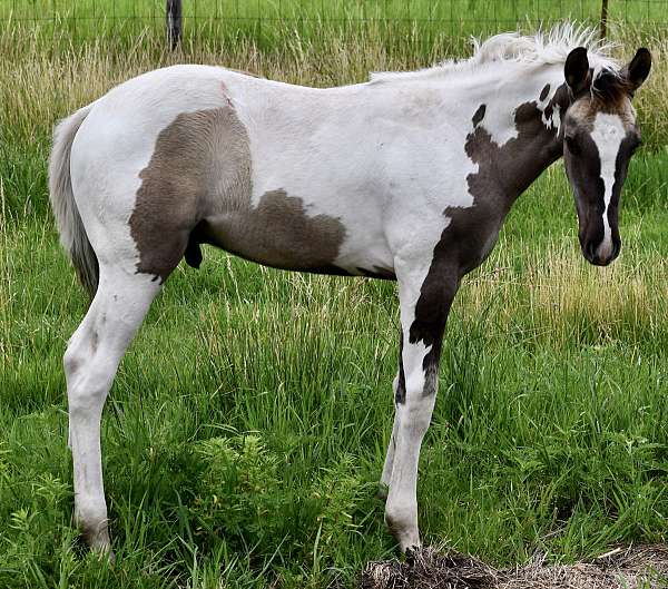 dun-f-paint-horse