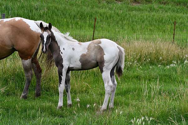 grulla-dun-f-horse