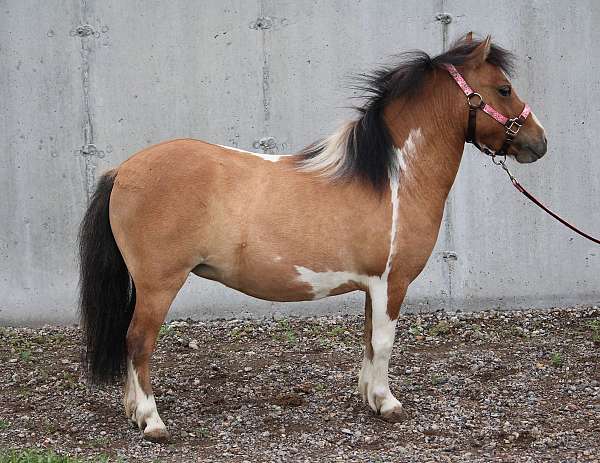 dun-overo-miniature-horse