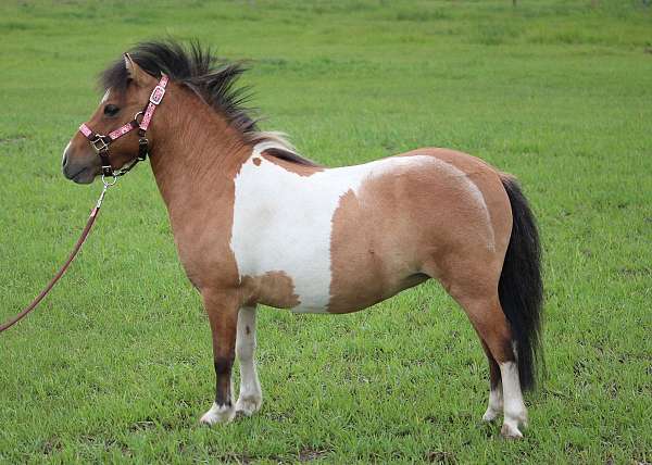 overo-mare-miniature-horse