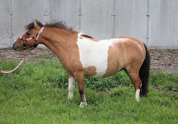 show-bred-miniature-horse