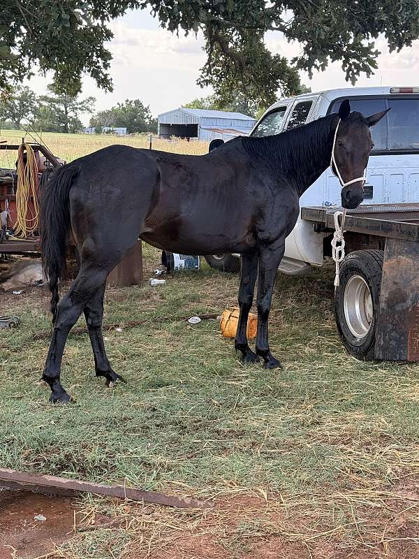 4-h-quarter-horse