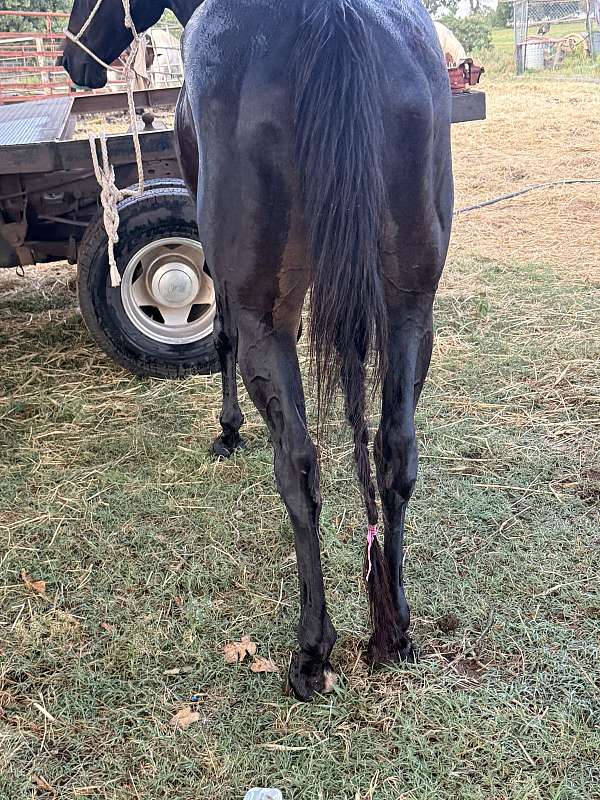 all-around-quarter-horse