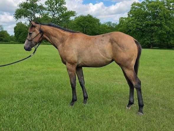 show-winn-quarter-horse