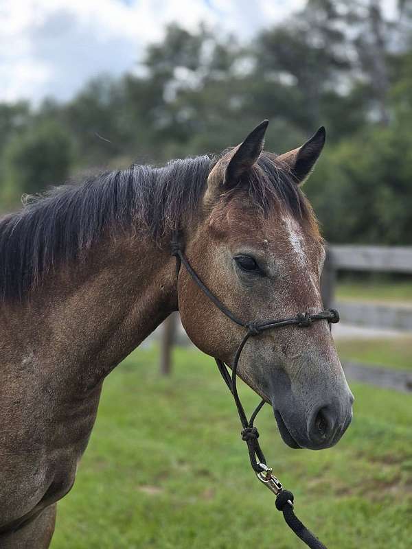 buckskin-show-winn-horse