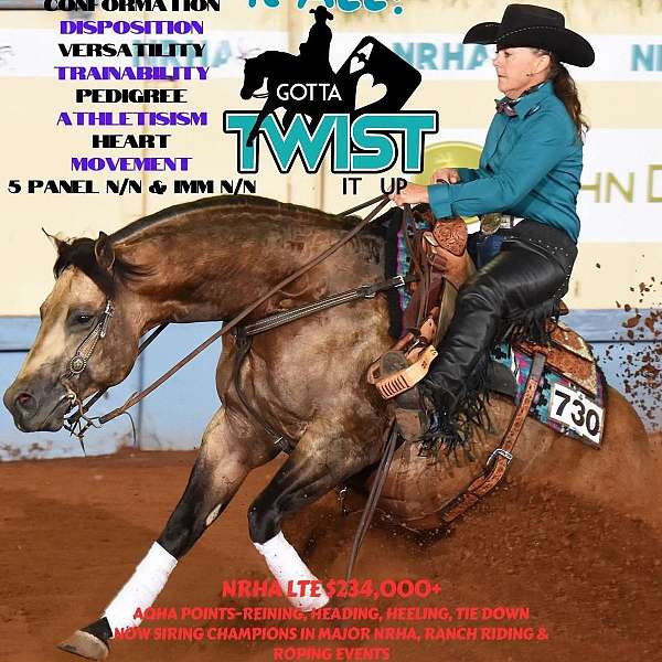 show-winn-filly