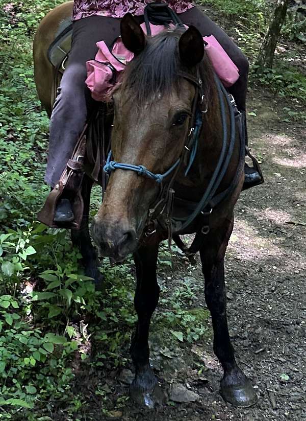 gelding