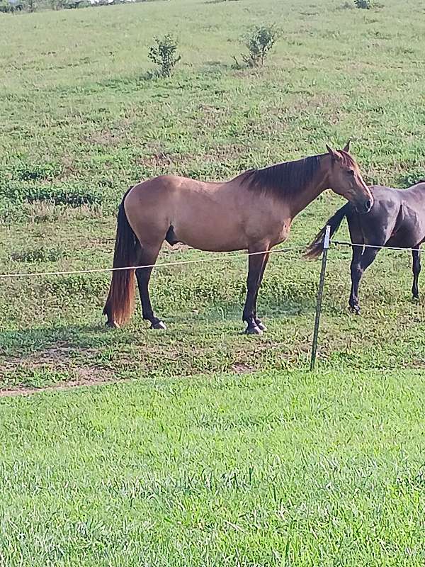 bay-horse