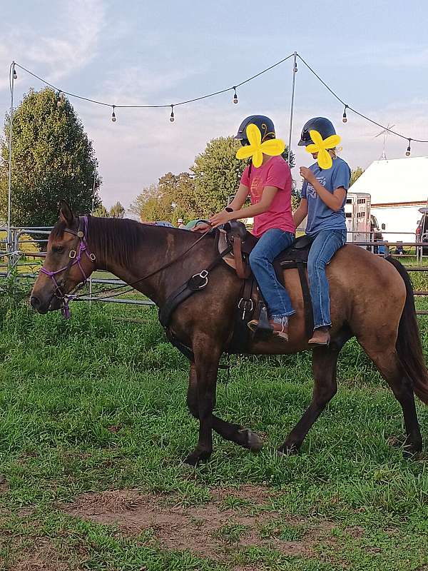 bred-horse
