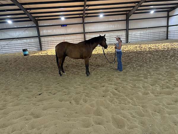 all-around-quarter-horse