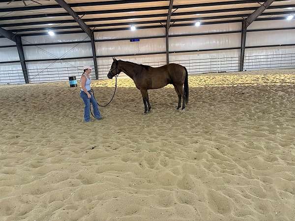performance-quarter-horse