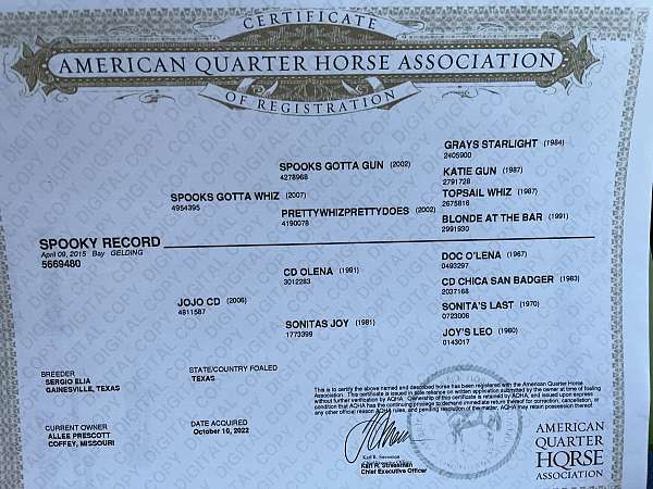 reining-quarter-horse
