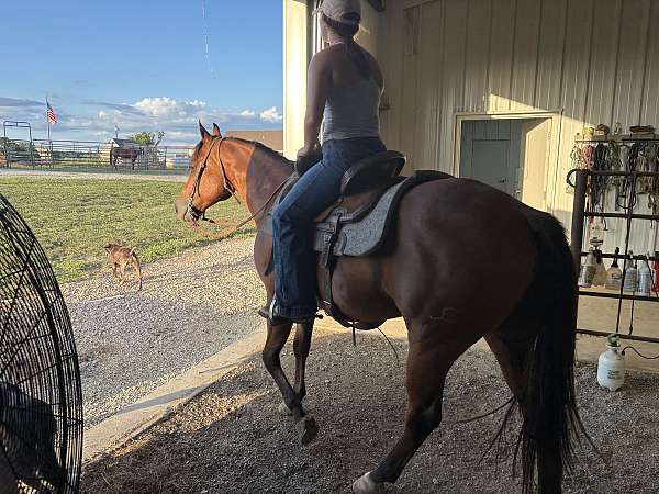 western-pleasure-quarter-horse