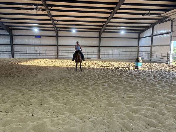 bay-quarter-horse-gelding