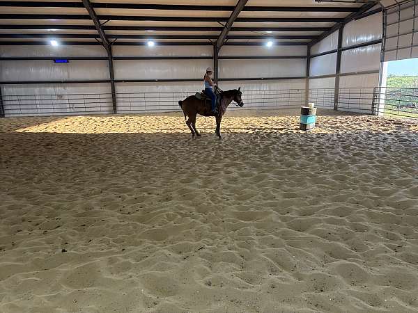 bay-all-around-horse