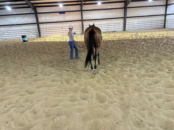 bay-performance-horse