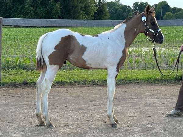 tobiano-horse