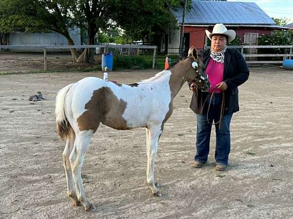 grulla-tobiano-horse