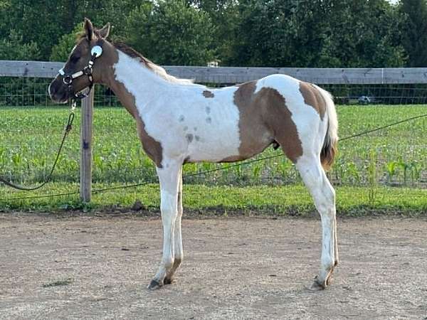 all-around-paint-horse