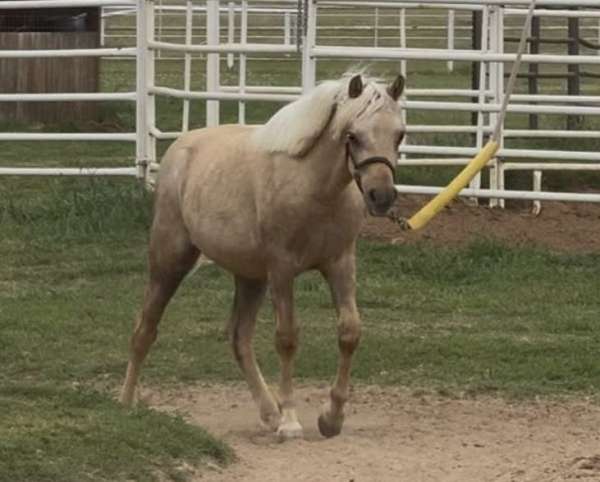 palomino-roan-pony