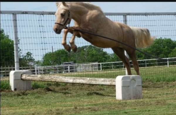 palomino-dun-factor-pony
