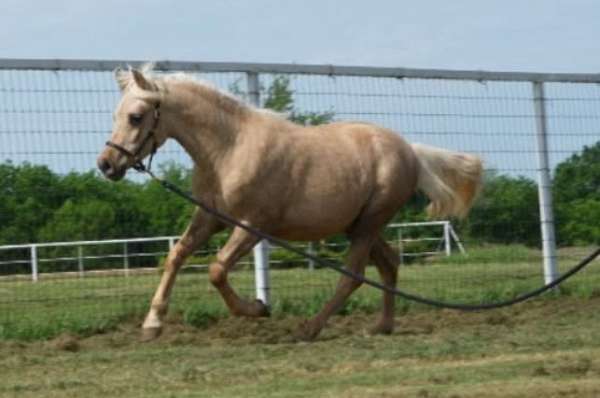 roan-pony