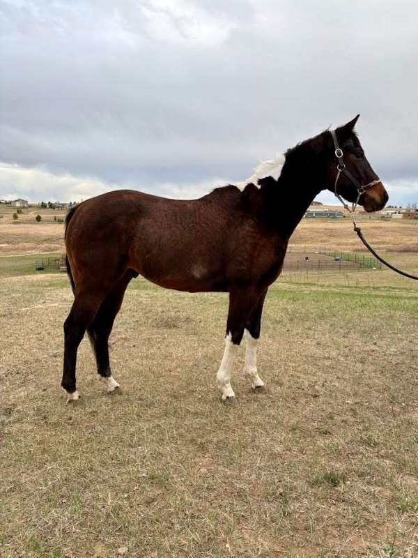 paint-gelding