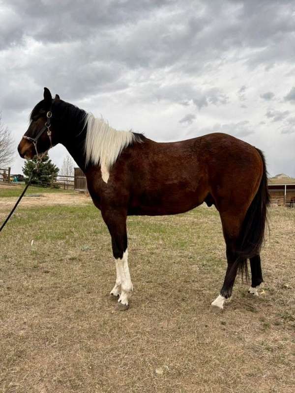 paint-horse