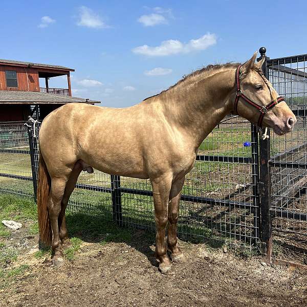 isabelo-ancce-ialha-horse