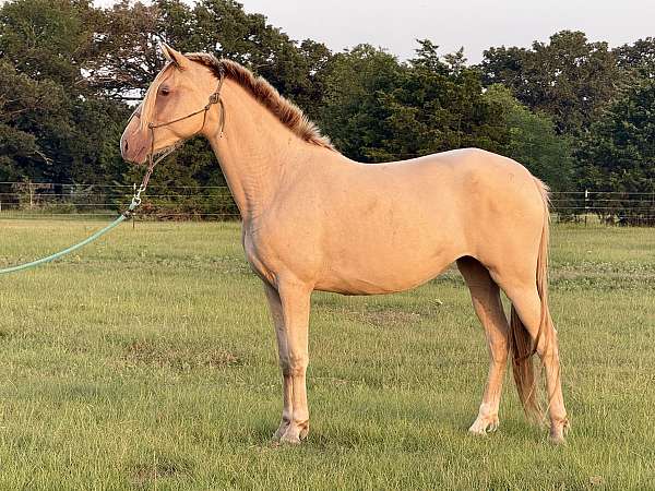 isabelo-ancce-ialha-mare
