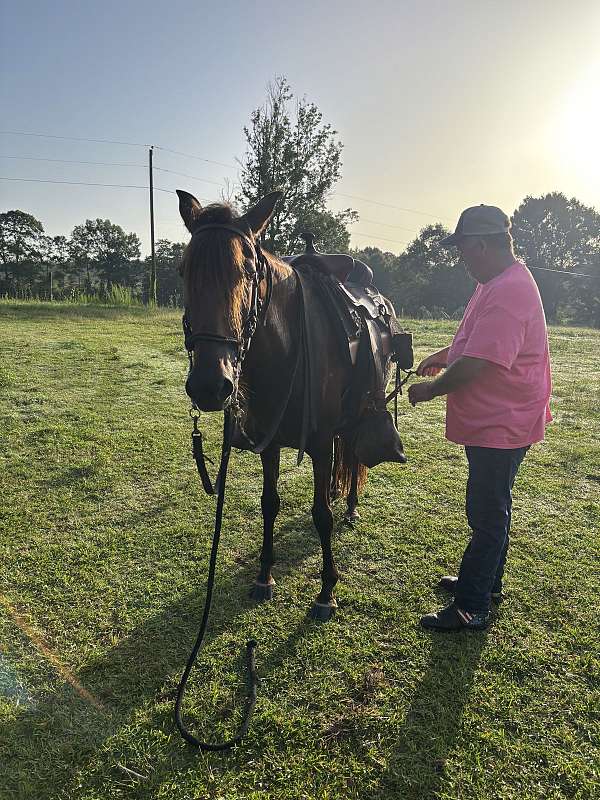date-peruvian-paso-horse