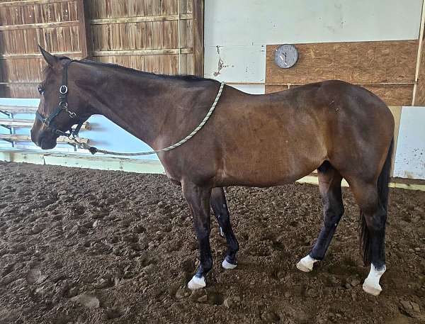 endurance-riding-appendix-horse