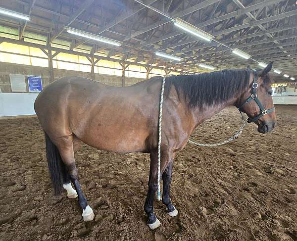 four-appendix-horse