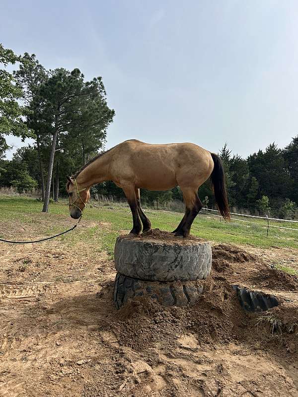 buckskin-project-trail-horse