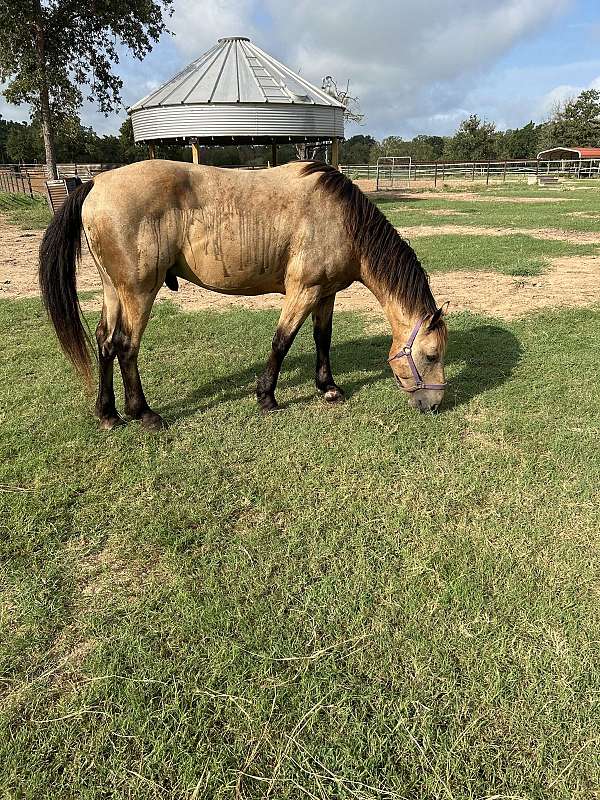 buckskin-none-horse