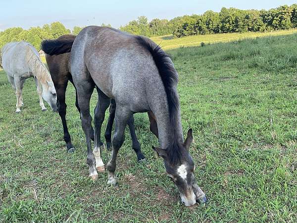 quarter-horse-filly