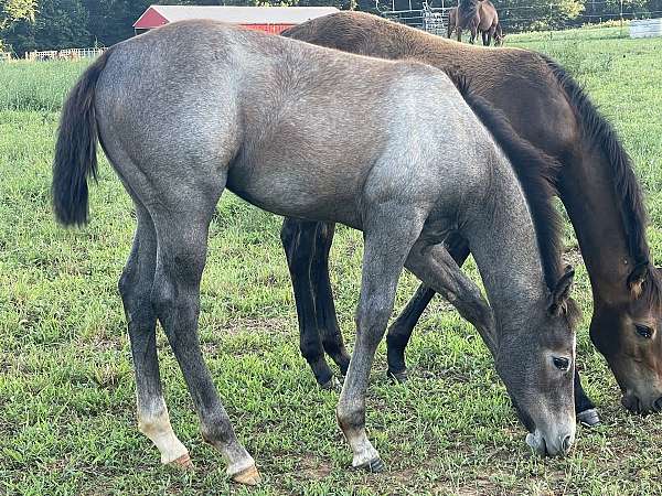 quarter-horse-for-sale