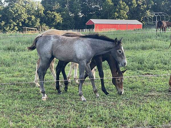 quarter-horse