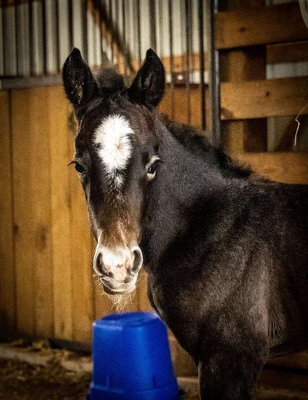 athletic-filly-mare
