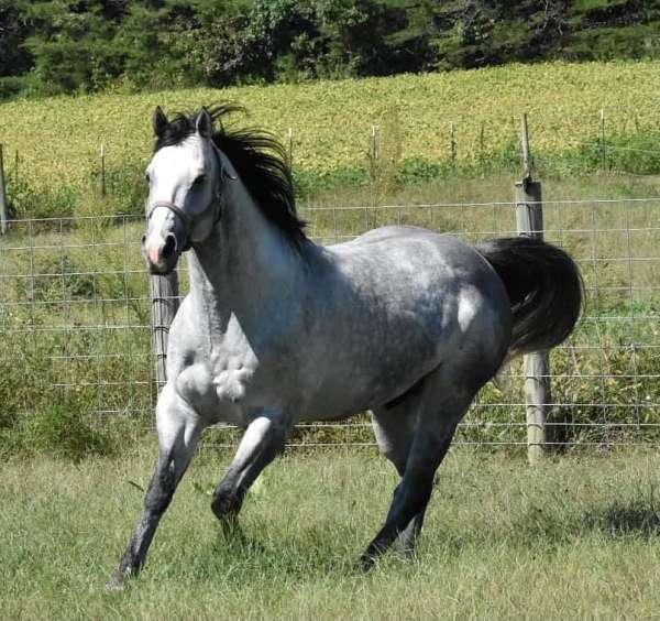 athletic-horse