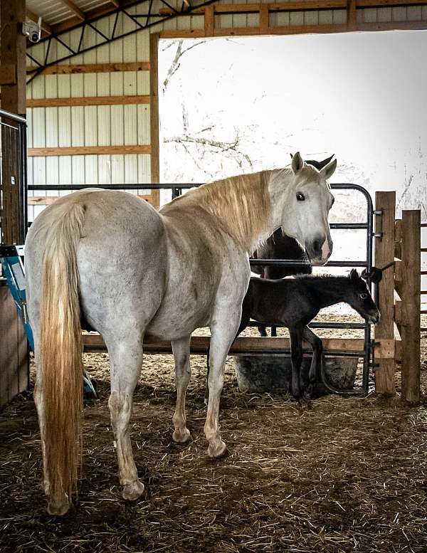 filly