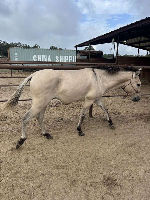 dun-stripes-horse