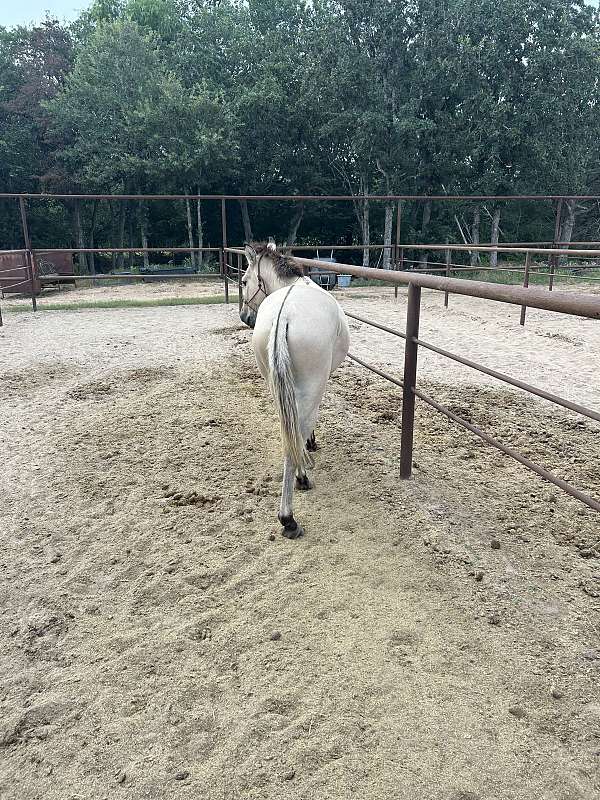 13-hand-mule-stallion