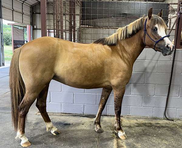 english-prospect-welsh-pony