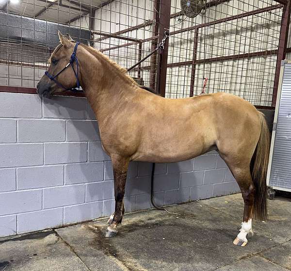 english-prospect-pony