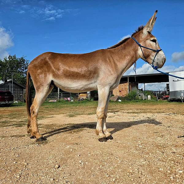 sorrel-donkeymanship-donkey