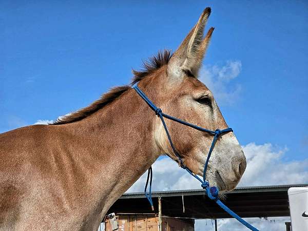 sorrel-natural-donkeymanship-training-donkey