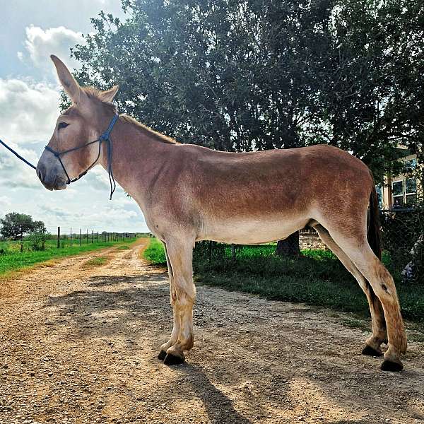 sorrel-gaited-donkey